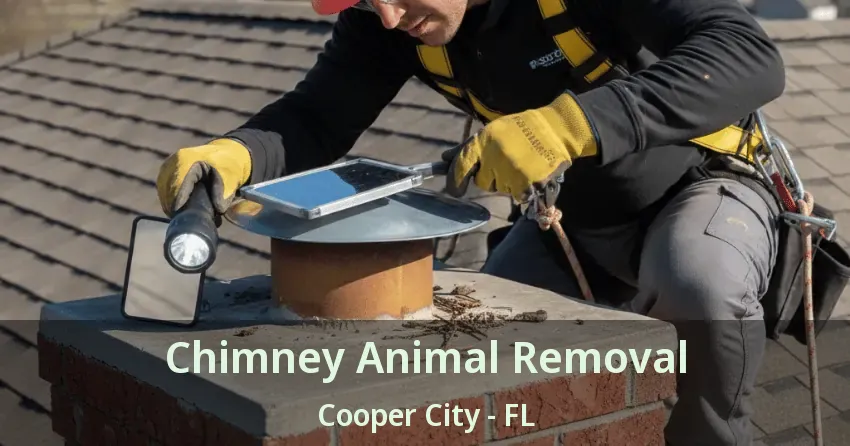 Chimney Animal Removal Cooper City - FL